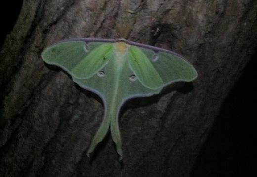 Luna Moth, Big South Fork - 11